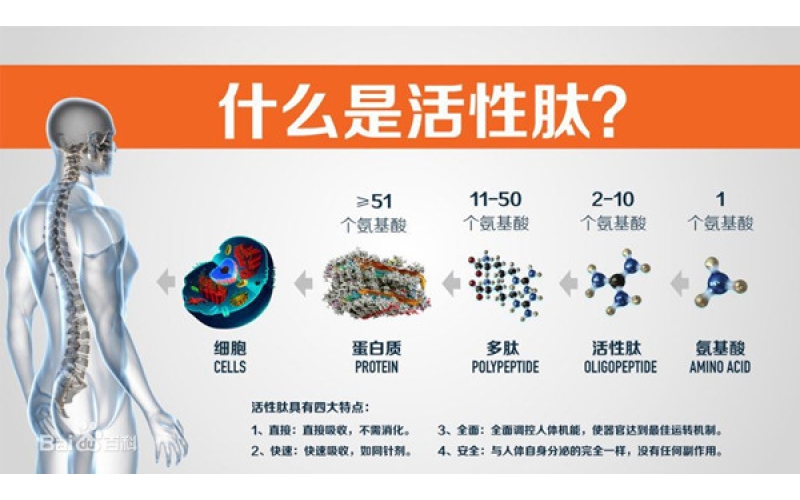 肽，對身體的十大益處
